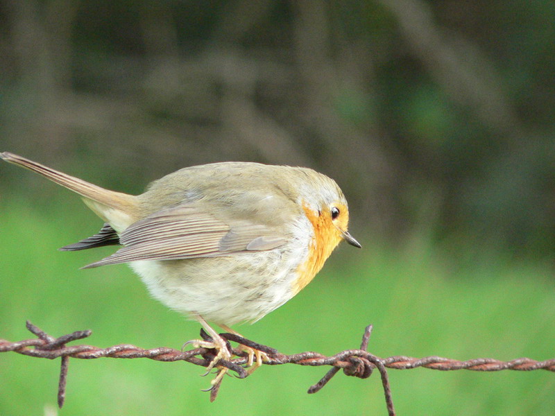 Pettirosso - Erithacus rubecula